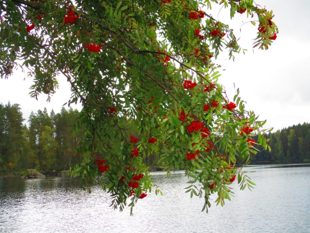 Paljon punaisia marjoja pihlajan oksilla, taustalla järvi.