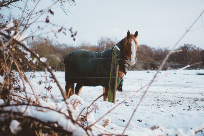 Hevonen lumisella laitumella