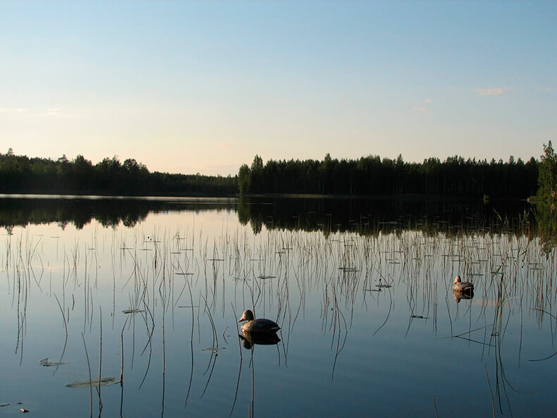 Tyyni järvimaisema, järvessä ui kaksi lintua.