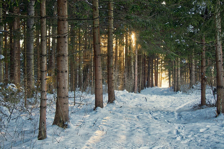 Keväinen metsämaisema, jossa aurinko pilkottaa puiden lomasta ja lumi peittää vielä maata.