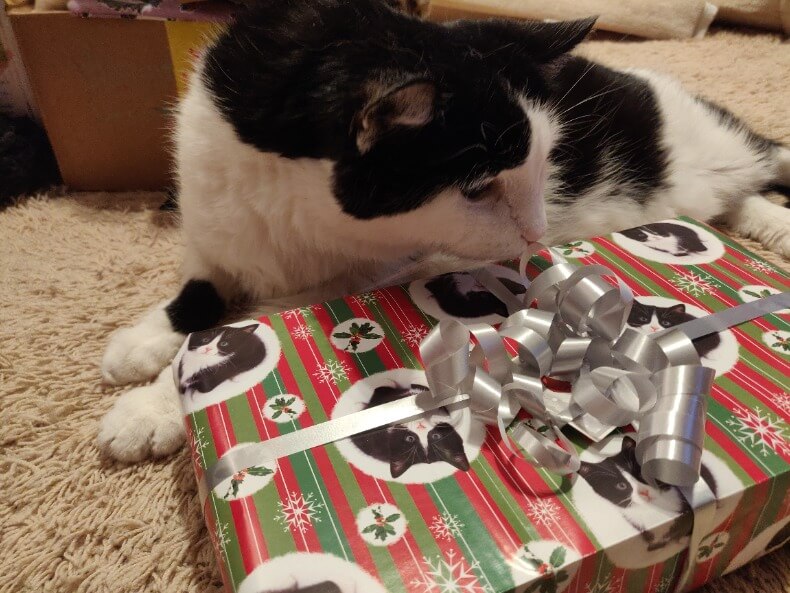 Mustavalkoinen kissa nuuhkii lahjapakettia.